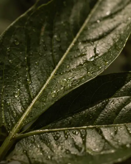 Folha verde com gotas de orvalho